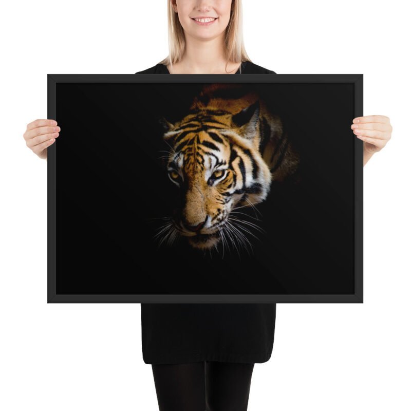Eye of the Tiger - Image 7