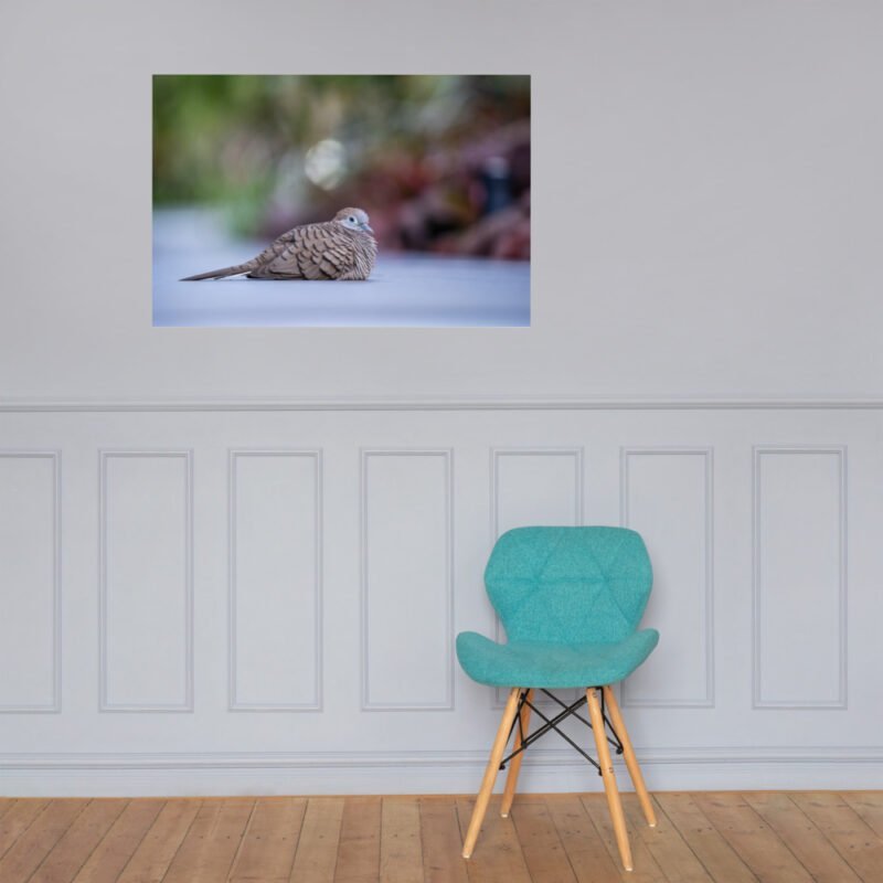 Wild Dove Poster