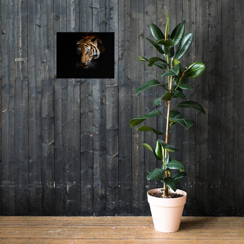 Bengal Tiger - Image 25