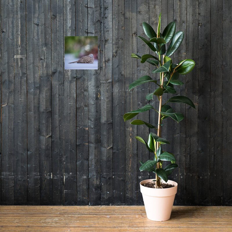 Wild Dove Poster - Image 9