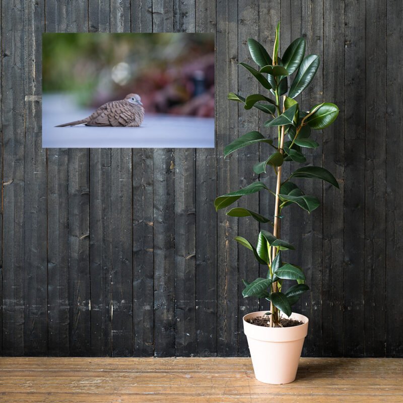 Wild Dove Poster - Image 33