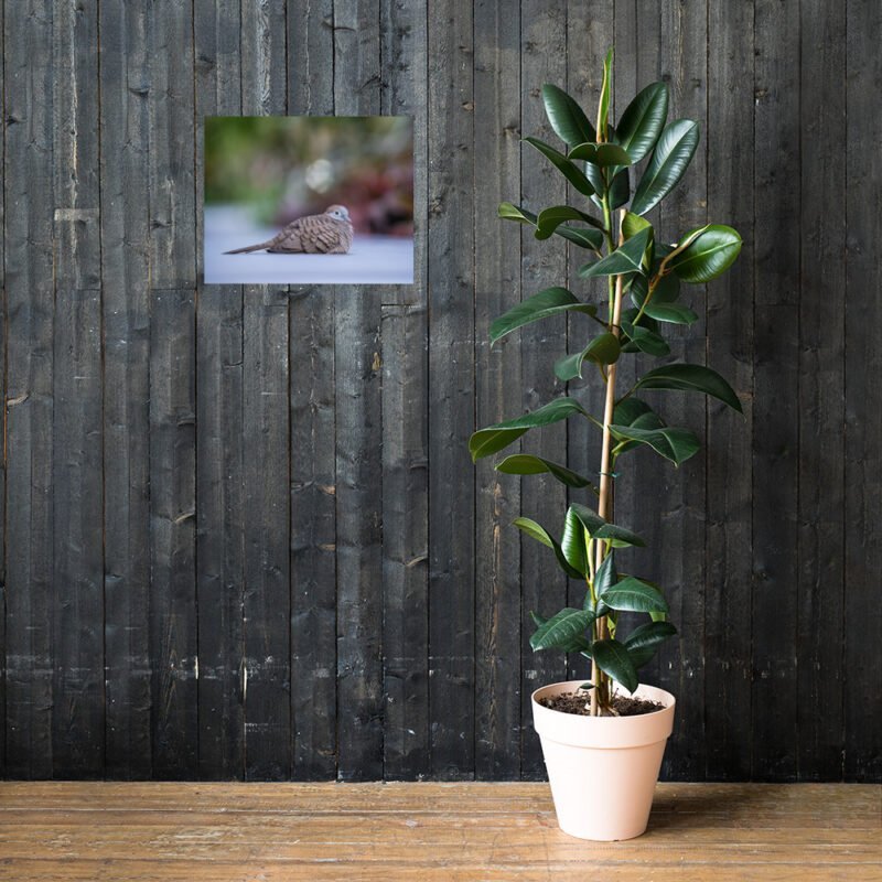 Wild Dove Poster - Image 24